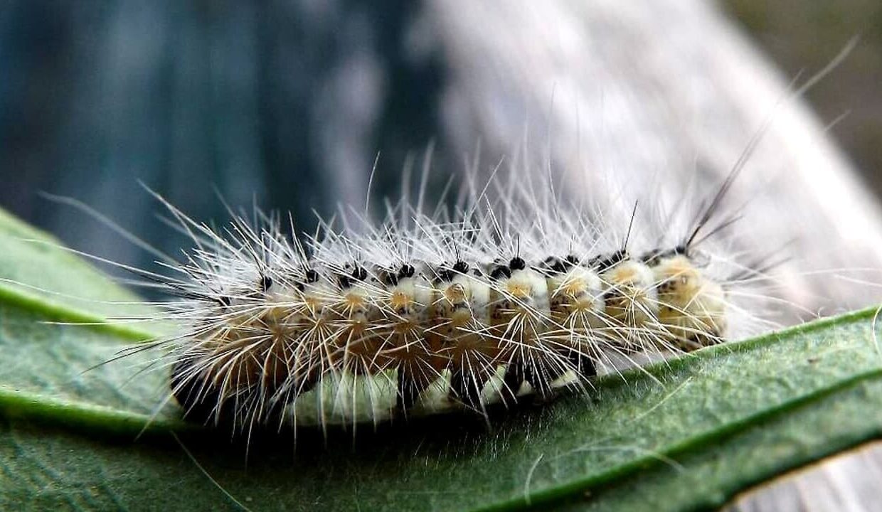 Ifantria americana