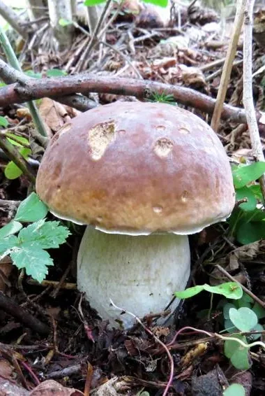 funghi