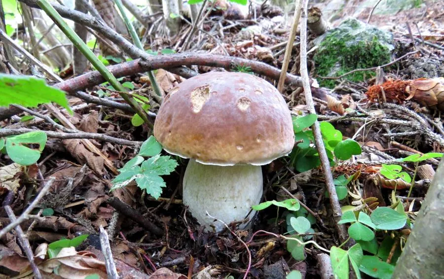 funghi