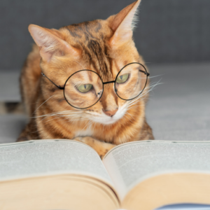 gatto che legger un libro
