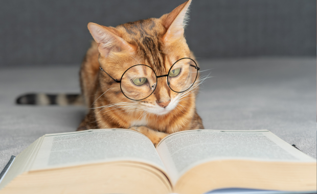 gatto che legger un libro