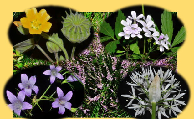 SERATA NATURALISTICA - FLORA DEL PARCO DELLE GROANE E DELLA BRUGHIERA BRIANTEA