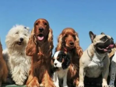 sfilata cani 2025