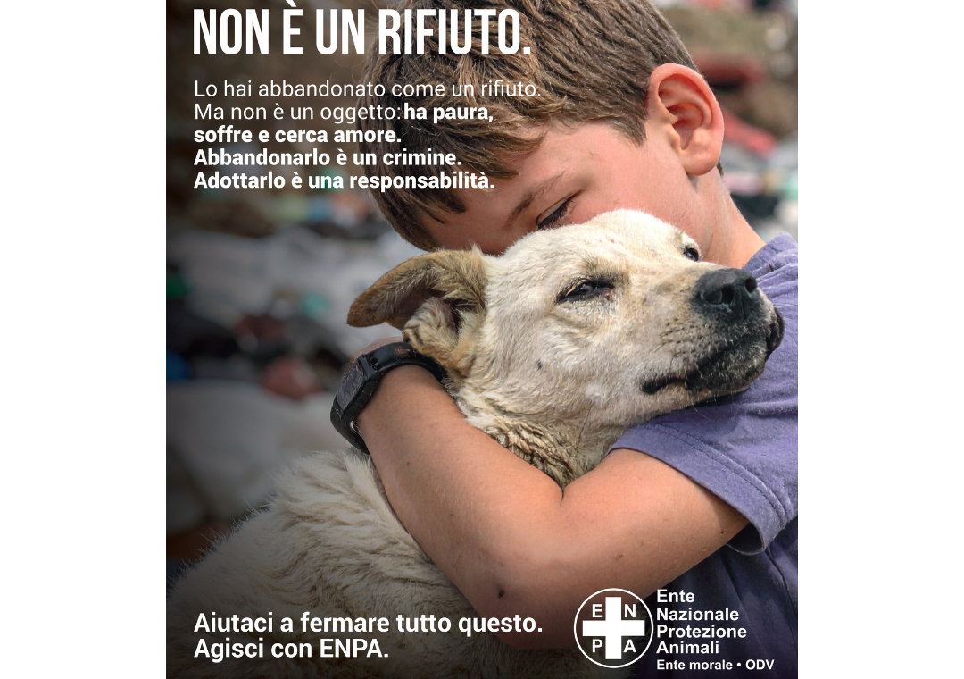 antiabbandono cani