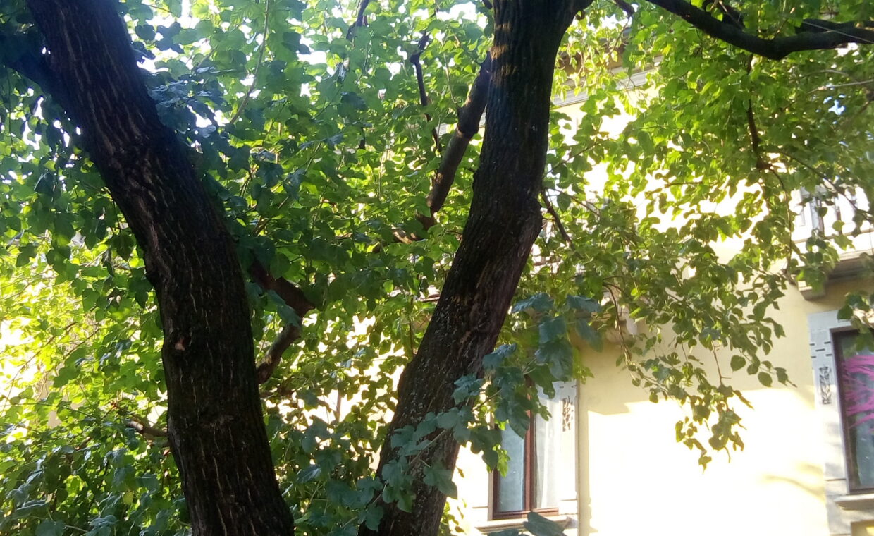 IMG-20181015-WA0001