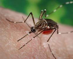 DENGUE