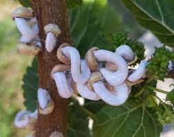 cocciniglia