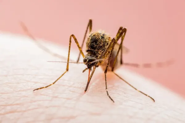 West-Nile-virus