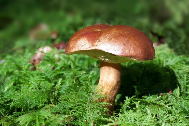 funghi
