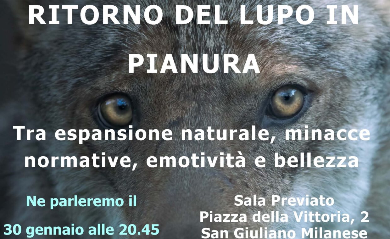 Serata Lupo