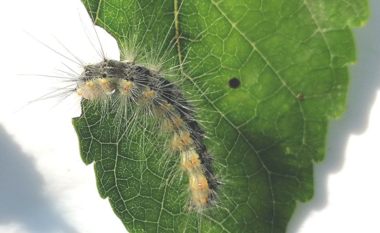 ifantria foglia_2