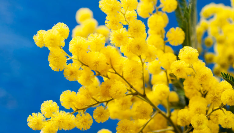 giornata_donna_mimosa