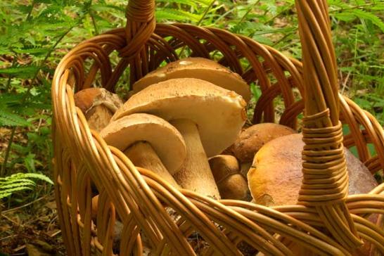 Controllo-commestibilità-dei-funghi_1B