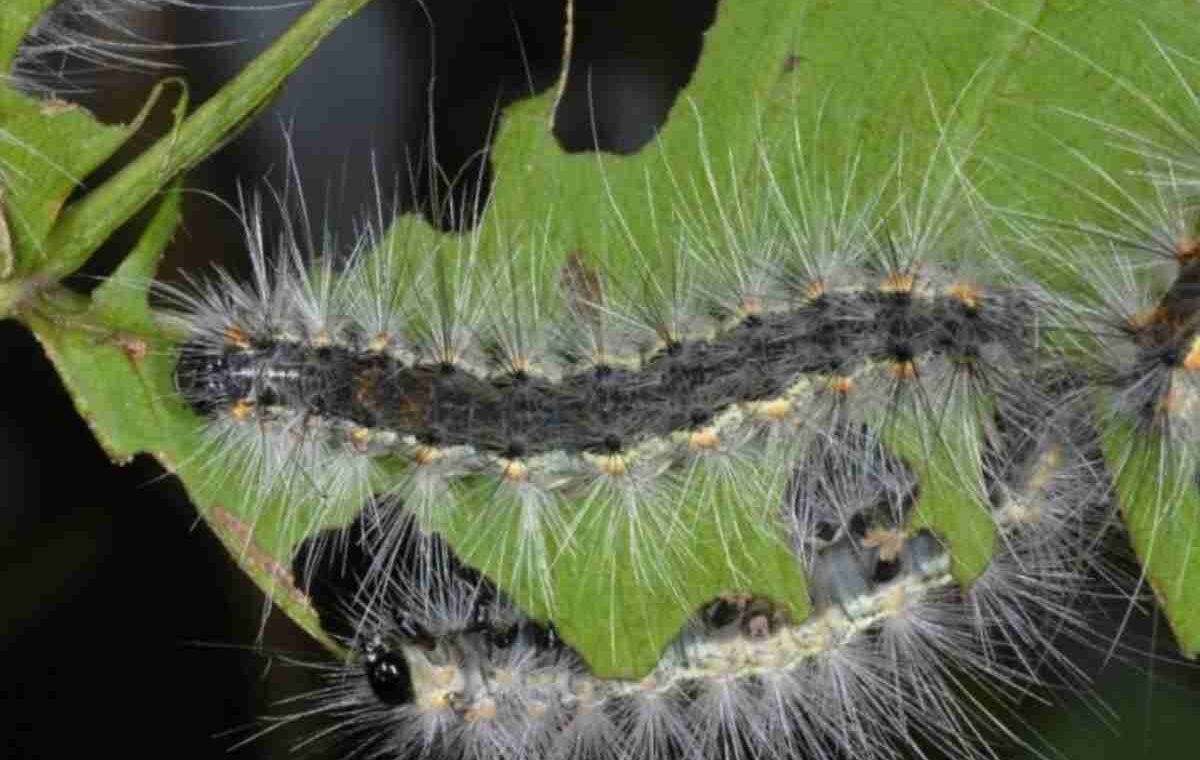 infantria