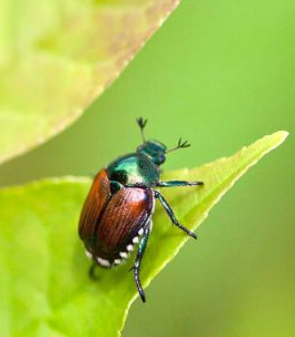 popillia japonica