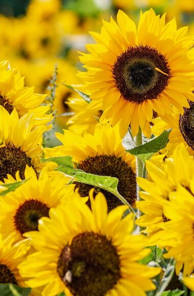 girasoli-estate