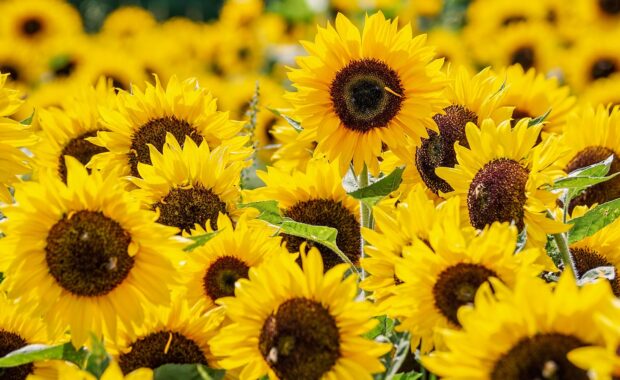 girasoli-estate