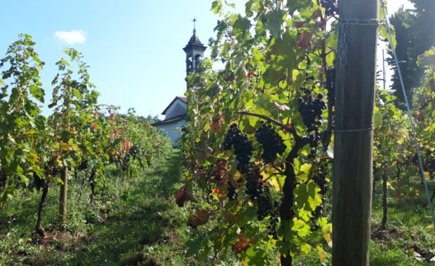 vendemmia-vigneto-madonna-vigne