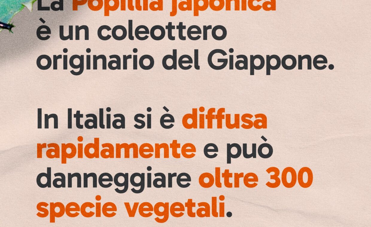 521612568_1183964777104666_2867167864674317856_n