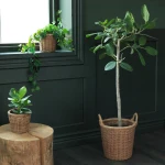 محبس سعف  KAKTUSFIKON plant pot 12 rattan