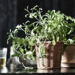 محبس سعف  KAKTUSFIKON plant pot 12 rattan