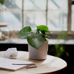 محبس غرس فخار اسود NYPONplastic flower pot, gray, 12 cm