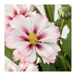 نبات صناعي  FEJKA artifi pttd plant 9 3 p in/out pink