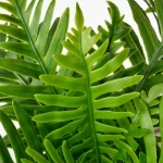 نبات صناعي  FEJKAartificial plant, green, 9 cm, polypodium