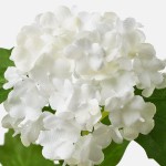 ورد    SMYCKA Artificial flower, snowball/white, 60 cm