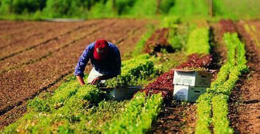 Immagine: Agricoltori