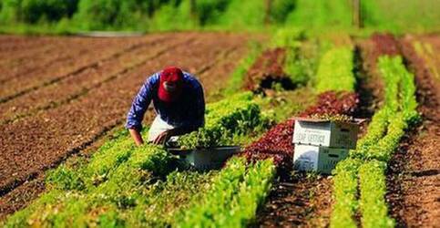 Immagine: Agricoltori