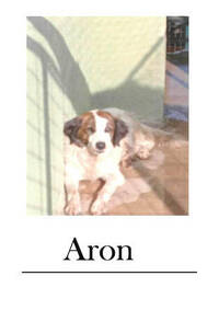Immagine: Aron-sito 