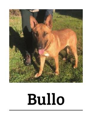 Immagine: bullo