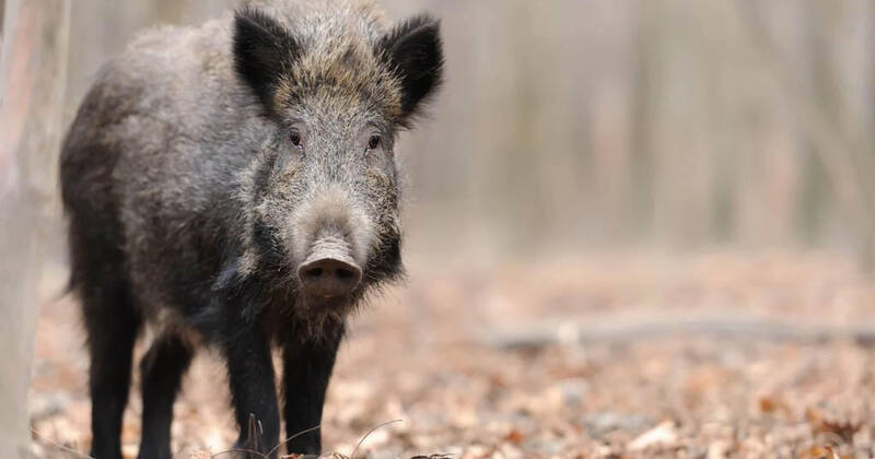 Immagine: Cinghiale