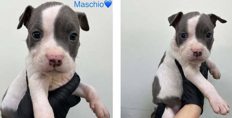 Immagine: Cuccioli Pitbull