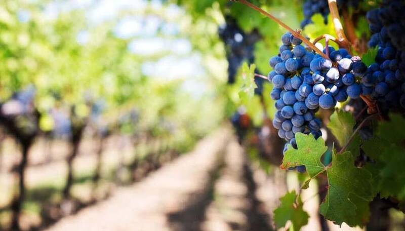 Immagine: Emergenza peronospora, attivazione interventi compensativi a favore delle imprese viticole