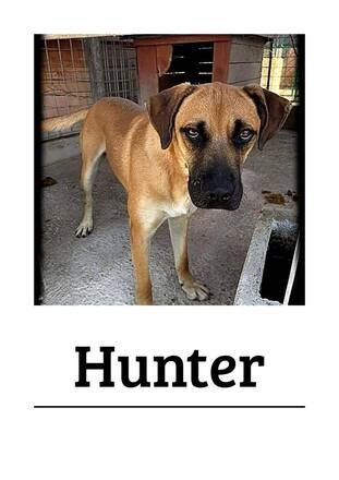 Immagine: hunter
