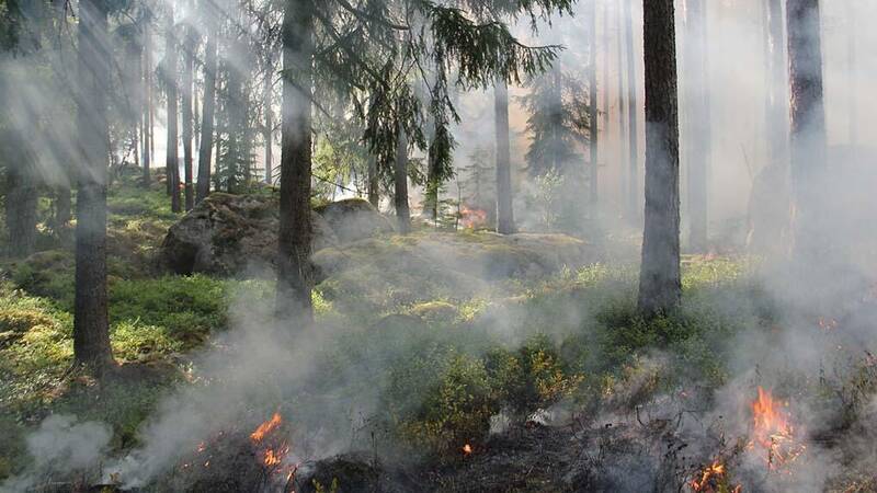 Immagine: Incendi