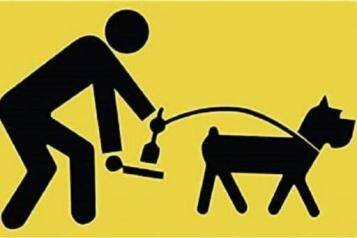 Immagine: cane