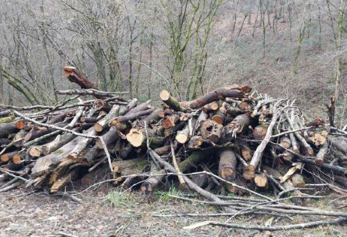 Immagine: LEGNA CORTIVAZZO