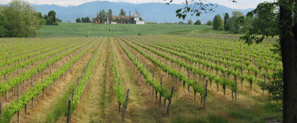 Immagine: Parco Monte Netto 