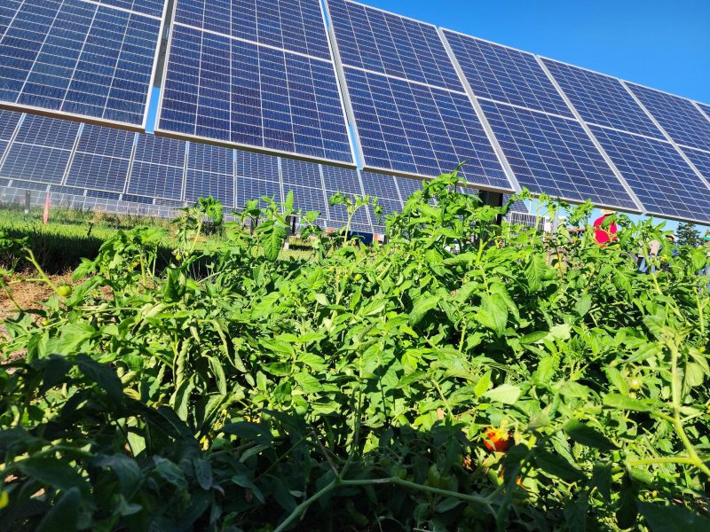 Agrivoltaico: nasce l’Osservatorio di Italia Solare