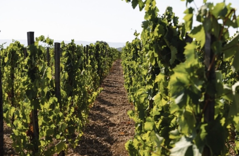 Al Bulgari, una cena che profuma di vigne e coraggio