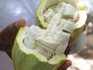 Irca Domori: cacao venezuelano