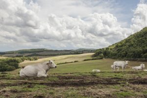Pucciarella e Trequanda paesaggio