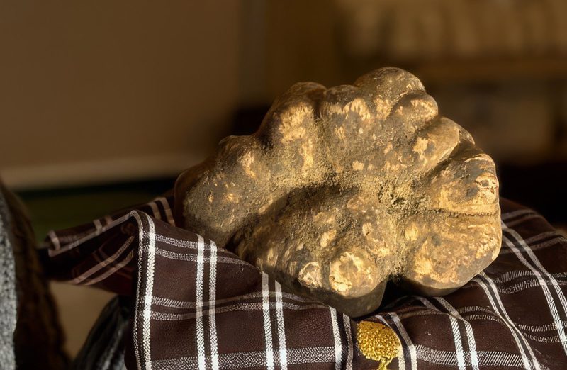 Five Truffles Day e maxi Bianco toscano: il tartufo chiude l’anno da protagonista