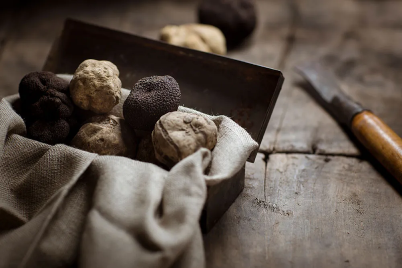 Tartufo tra eccellenza italiana e questione tracciabilità