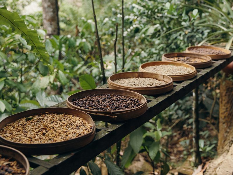 Caffè: uno scenario sempre più articolato