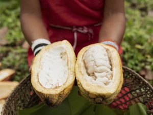 ICAM cioccolato - cacao