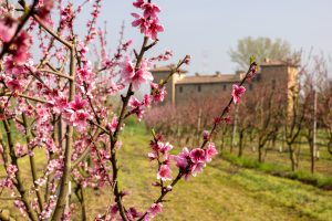 Antica Corte Pallavicina